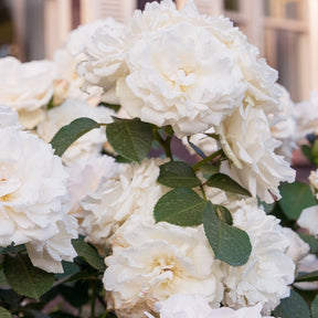 Rosen - Nackte Wurzeln - Rose Prinzessin von Wales ® Hardinkum - Rosa floribunda princesse de galles ® hardinkum