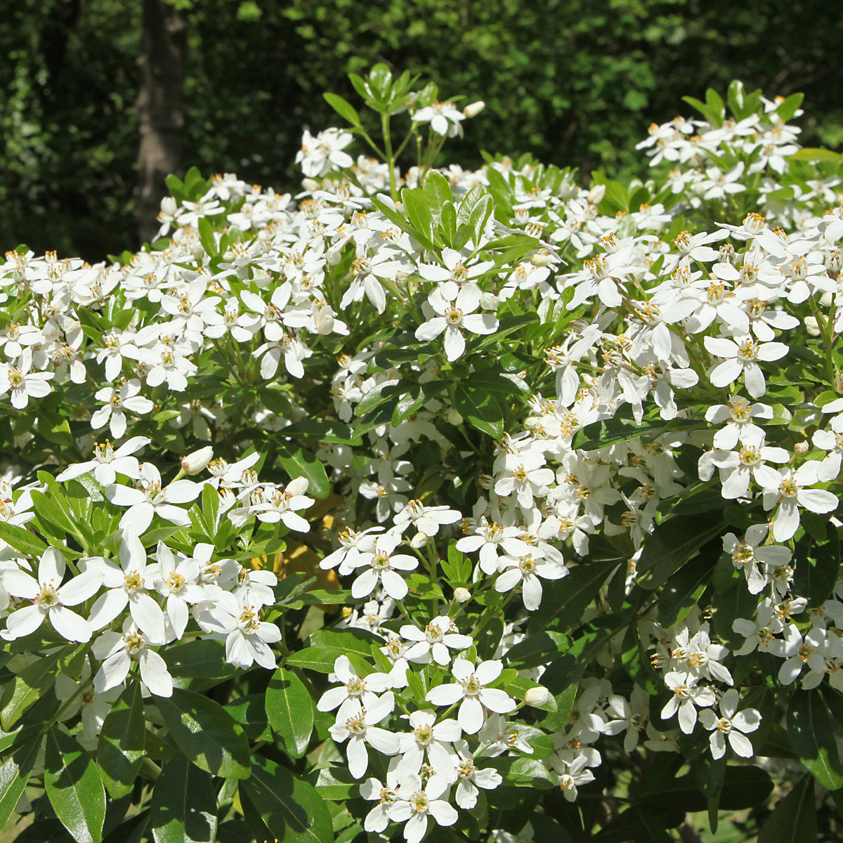 Balkonsträucher - Orangenblume - Choisya ternata