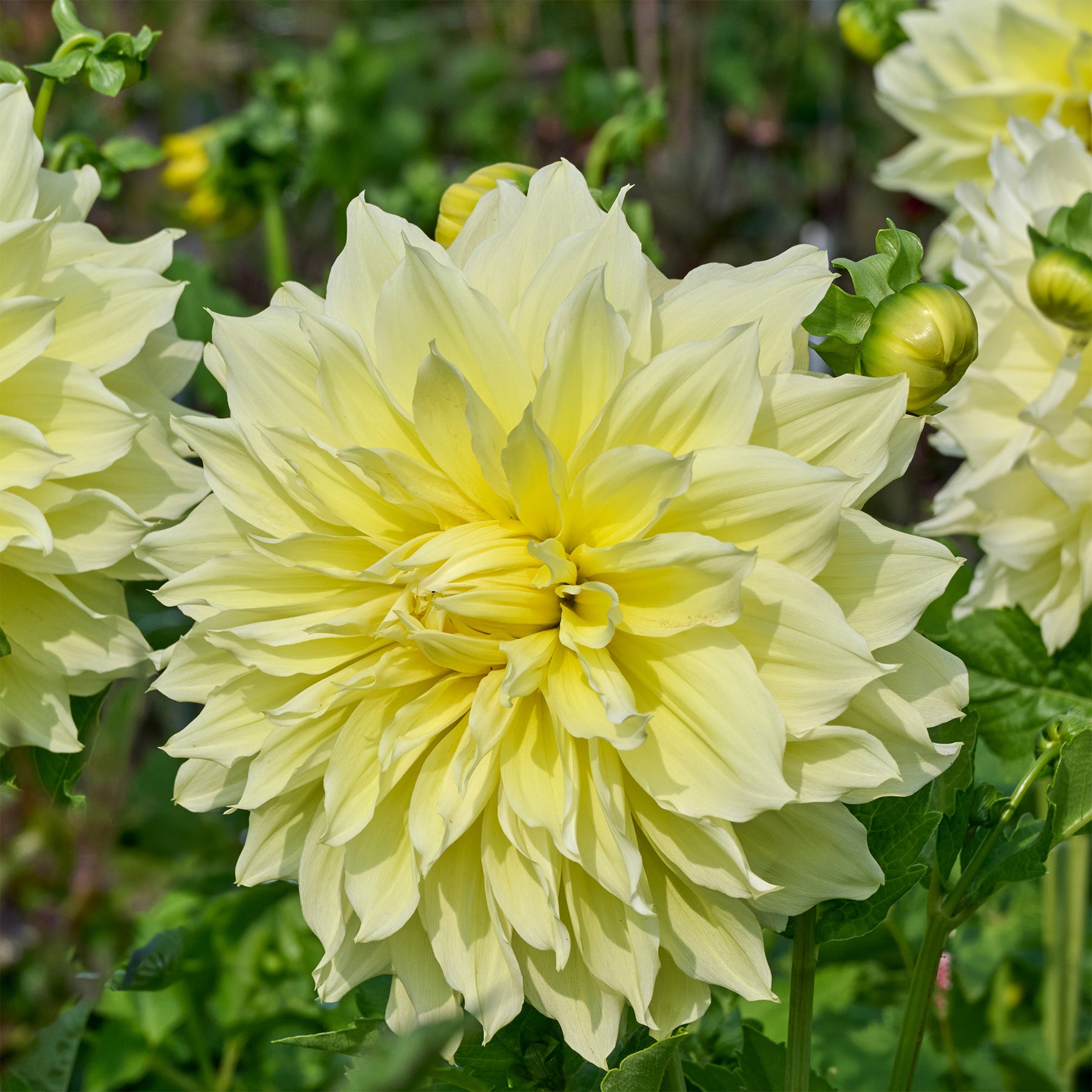 Dahlie 'Kelvin Floodlight' (x3) - Dahlia 'kelvin floodlight' - Willemse