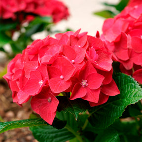 Hortensie rot 'Alpenglühen'