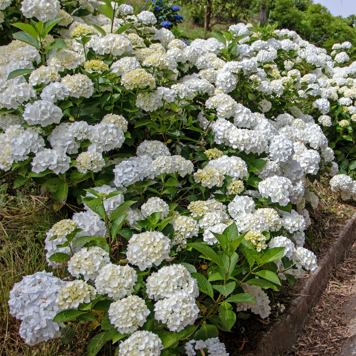 Hortensie weiß für halbschattige Beete