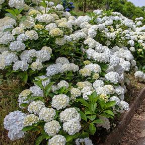 Hortensie weiß