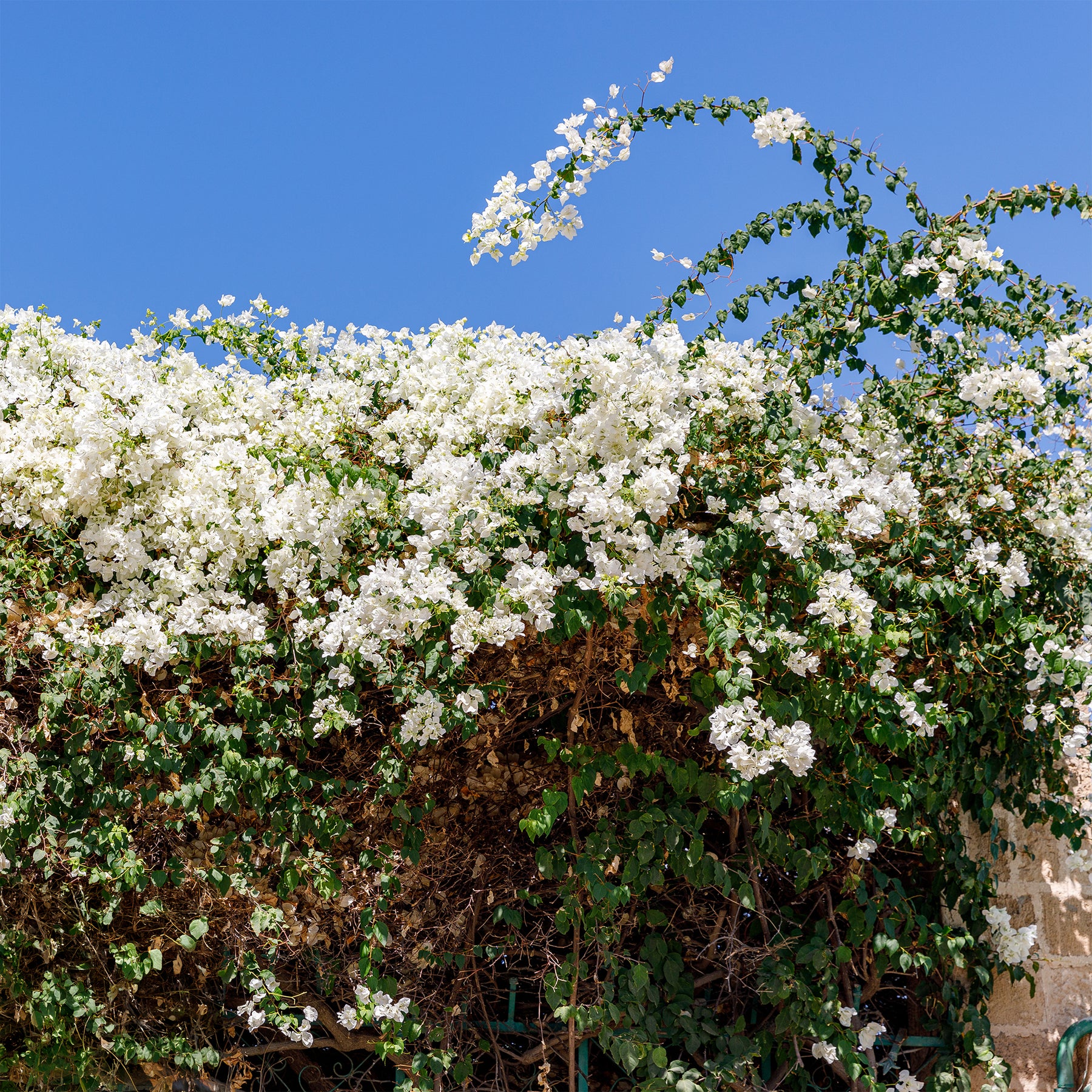 Bougainvillea weiß - Bougainvillea white - Willemse