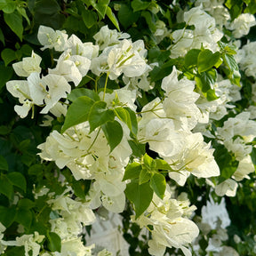 Bougainvillea - Bougainvillea weiß - Bougainvillea white