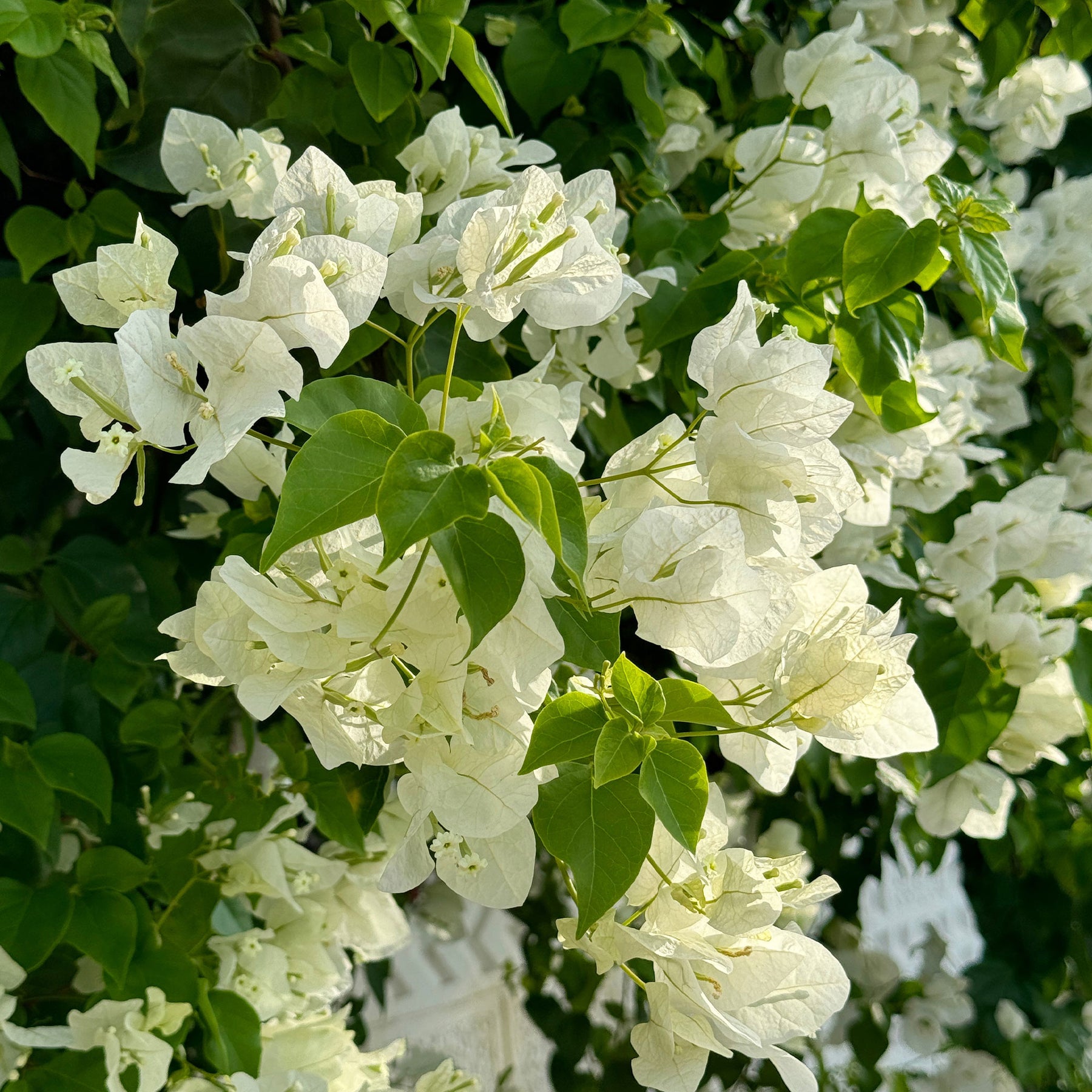 Bougainvillea weiß