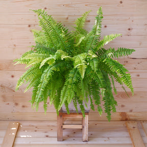 Schwertfarn Nephrolepis 'Green Lady' - Nephrolepis exaltata 'Green Lady' - Willemse