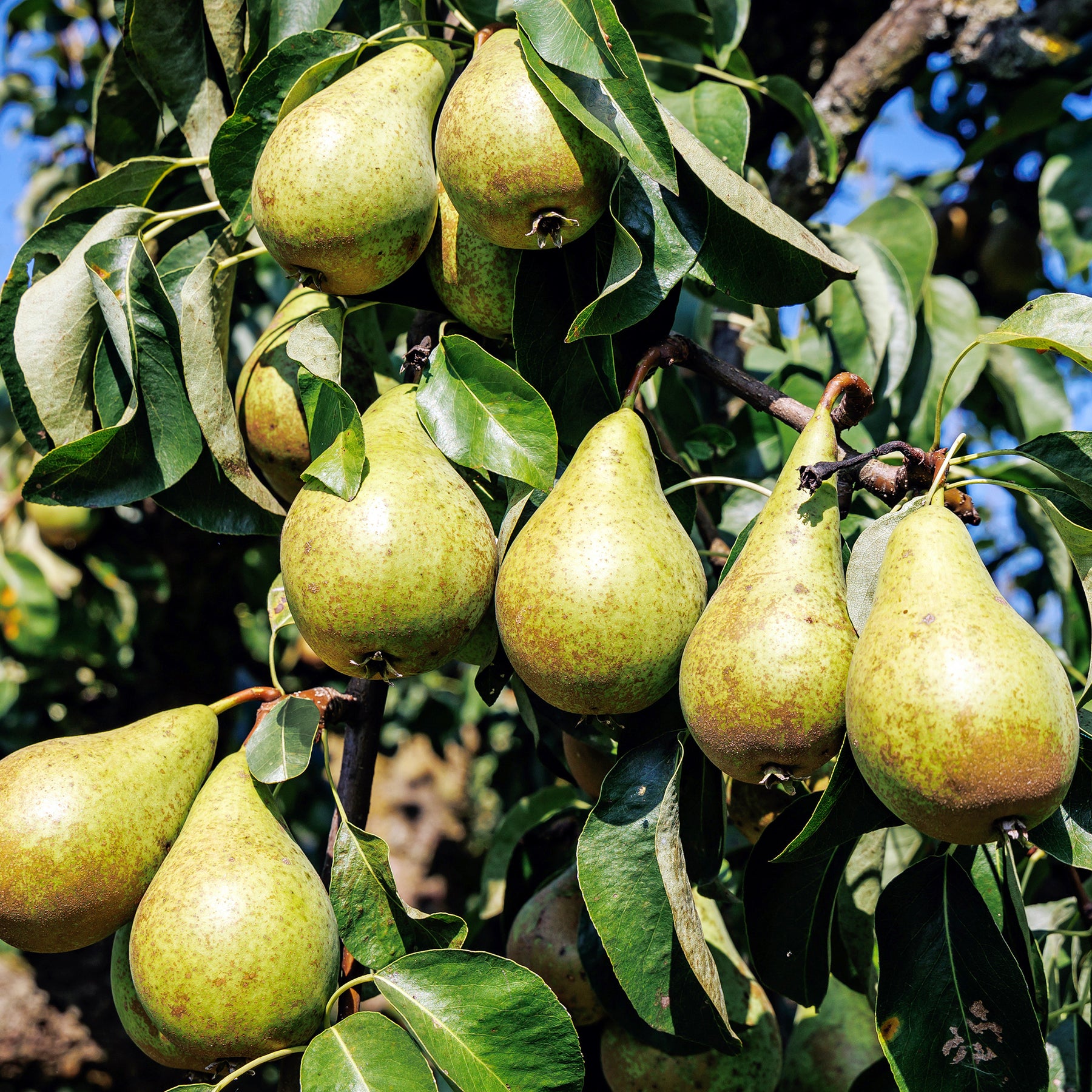 Pyrus communis Conférence - Birnbaum 'Conference' - Birnbäume