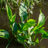 Verkauf Gewöhnlicher Froschlöffel - Alisma plantago-aquatica