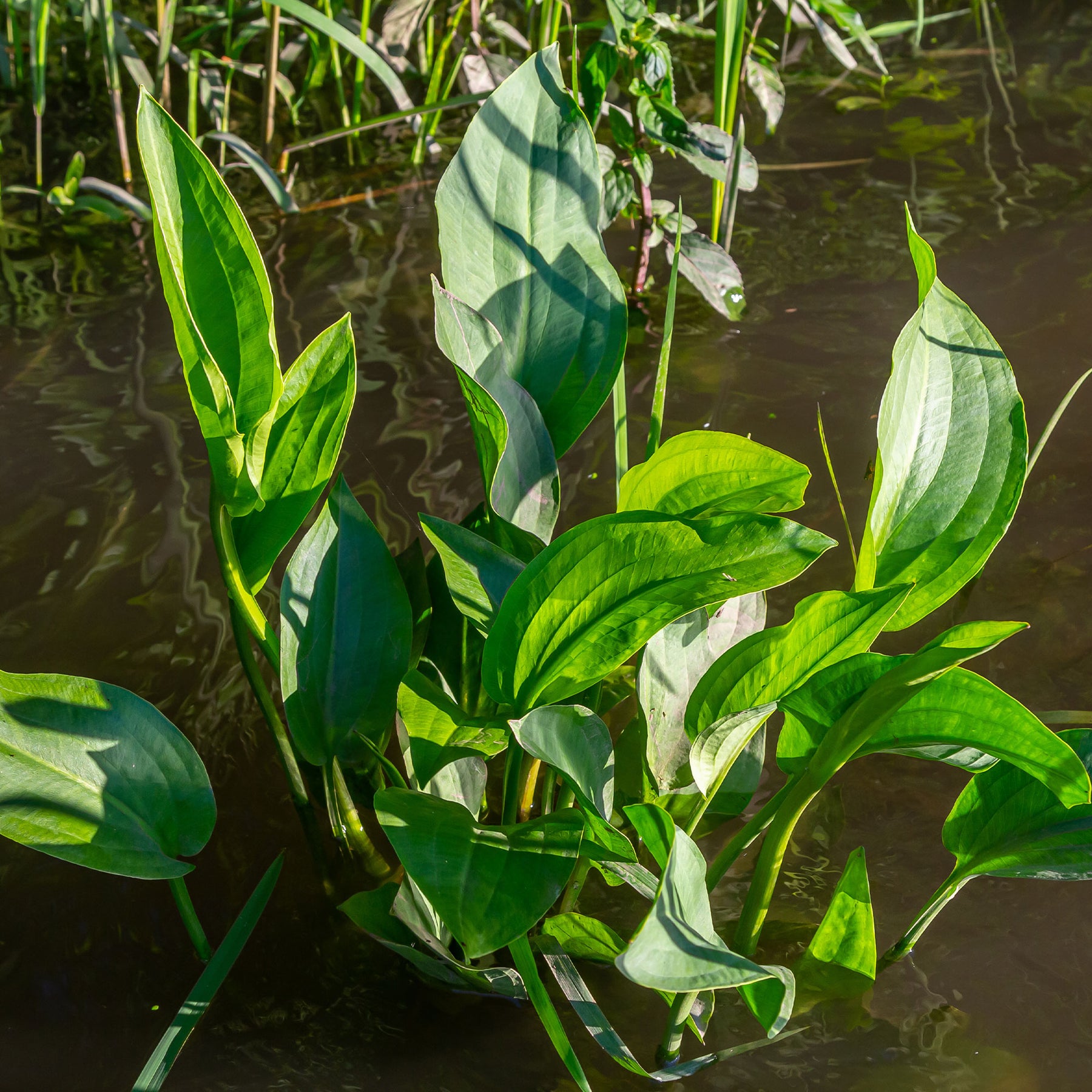 Gewöhnlicher Froschlöffel