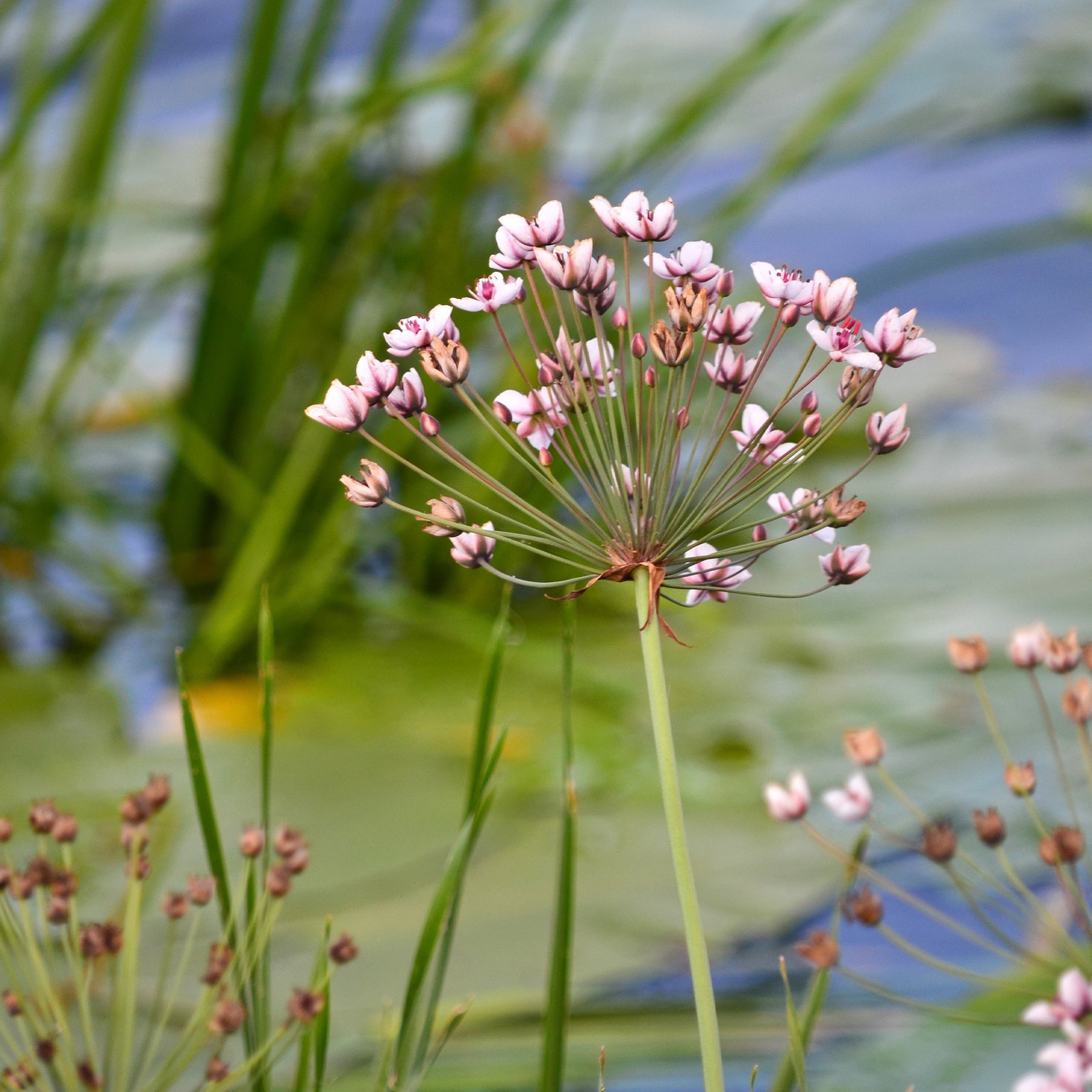 Blumenbinse - Butomus umbellatus - Willemse