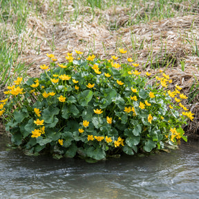Sumpfdotterblume - Wasser-Ringelblume - Willemse