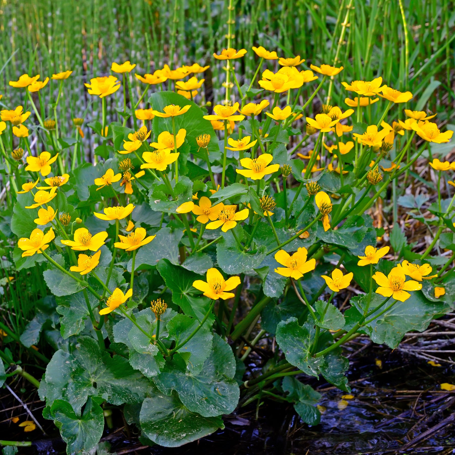 Alle Teichpflanzen - Sumpfdotterblume - Wasser-Ringelblume - Caltha palustris