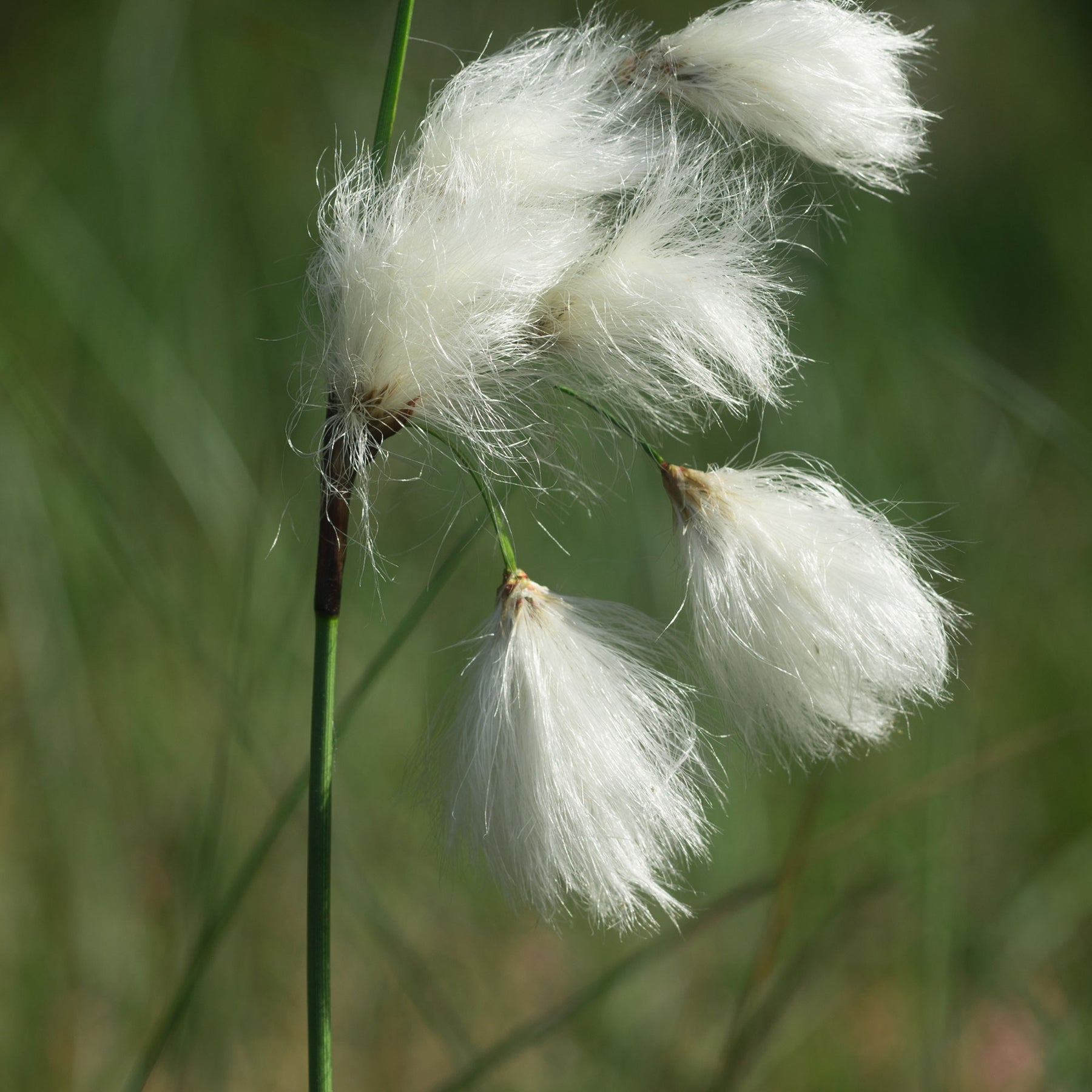 Eriophorum angustifolium - Schmalblättriges Wollgras - Alle Teichpflanzen