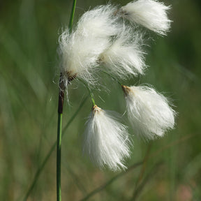 Eriophorum angustifolium - Schmalblättriges Wollgras - Alle Teichpflanzen