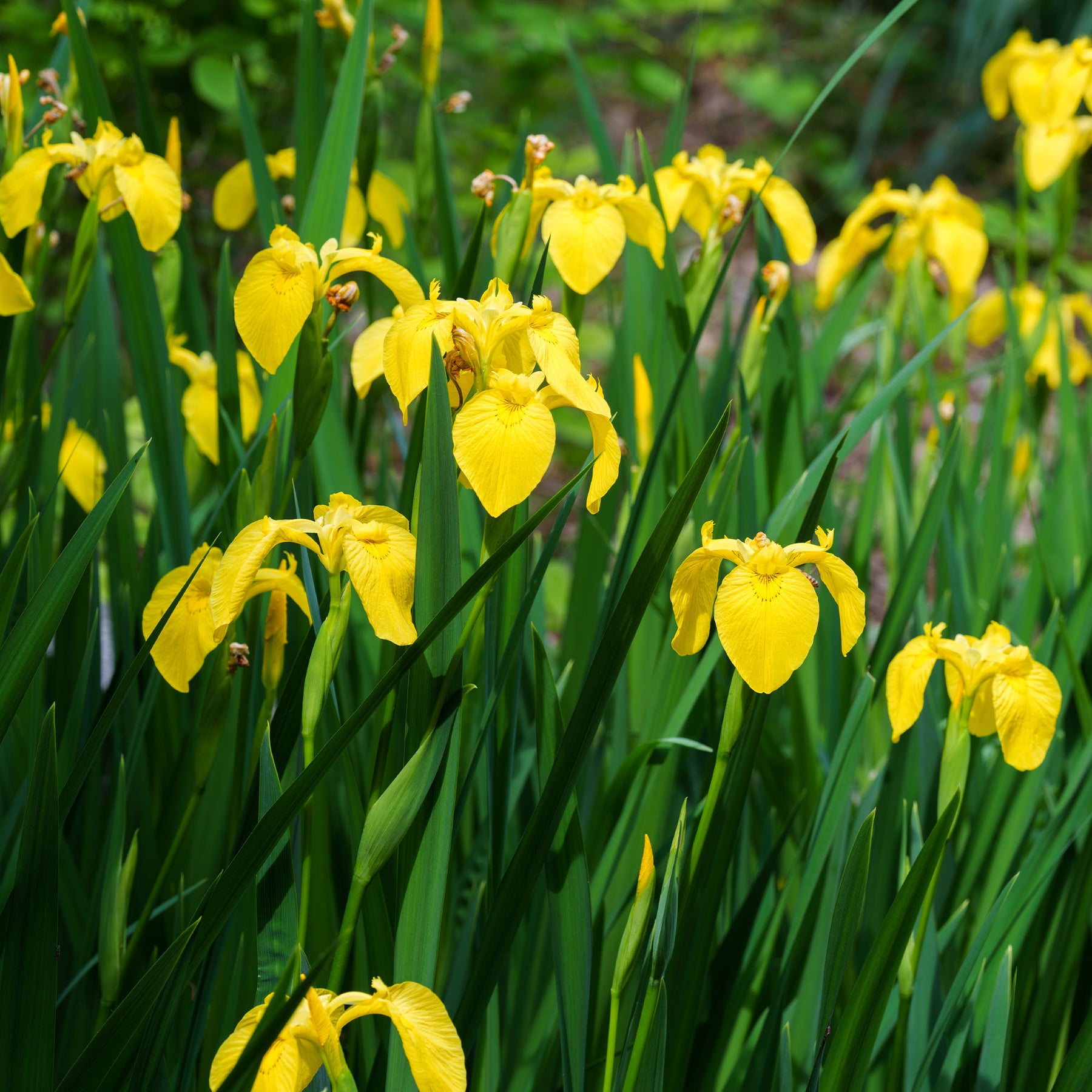 Sumpfschwertlilie - Iris pseudacorus - Willemse