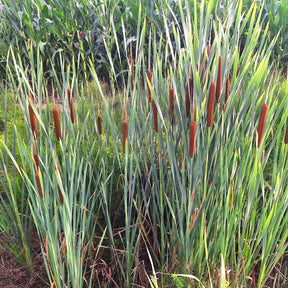 Willemse Schmalblättriger - Willemse