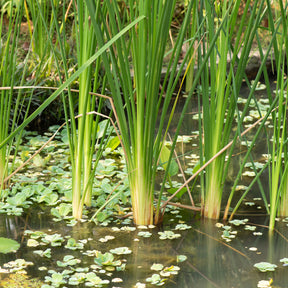Verkauf Willemse Schmalblättriger - Typha angustifolia