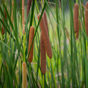 Typha angustifolia - Willemse Schmalblättriger - Schilfe