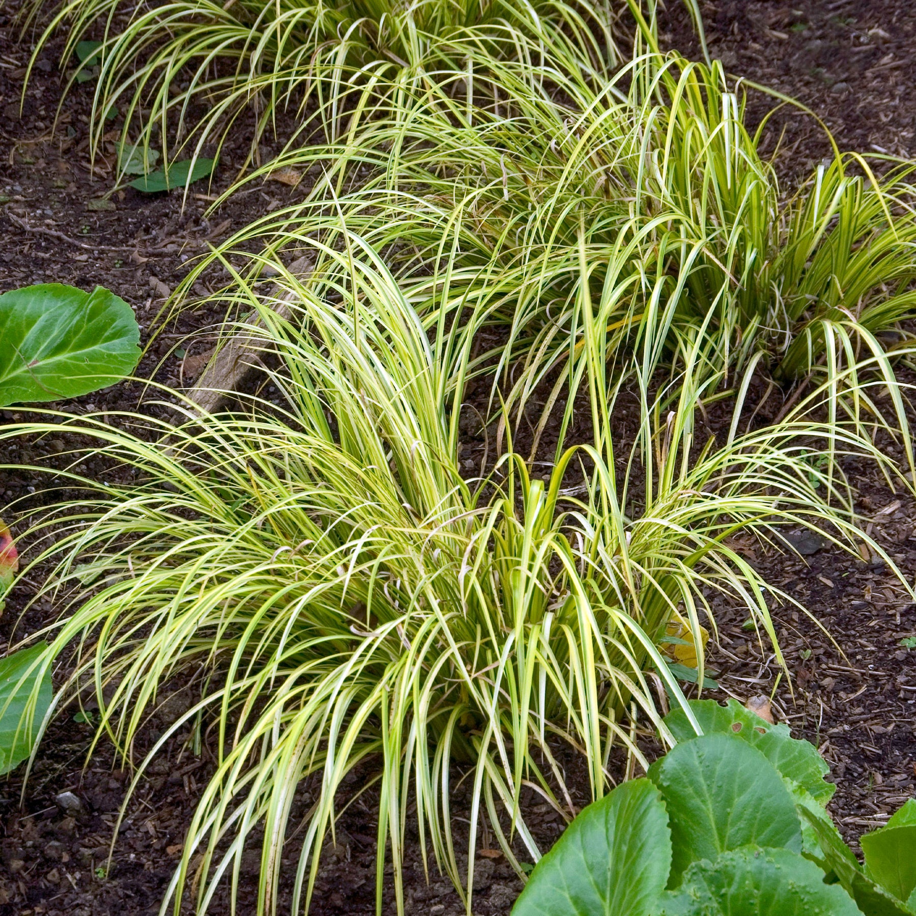 Schmalblättriger Kalmus 'Ogon' - Willemse