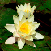 Seerose 'Marliacea Chromatella'