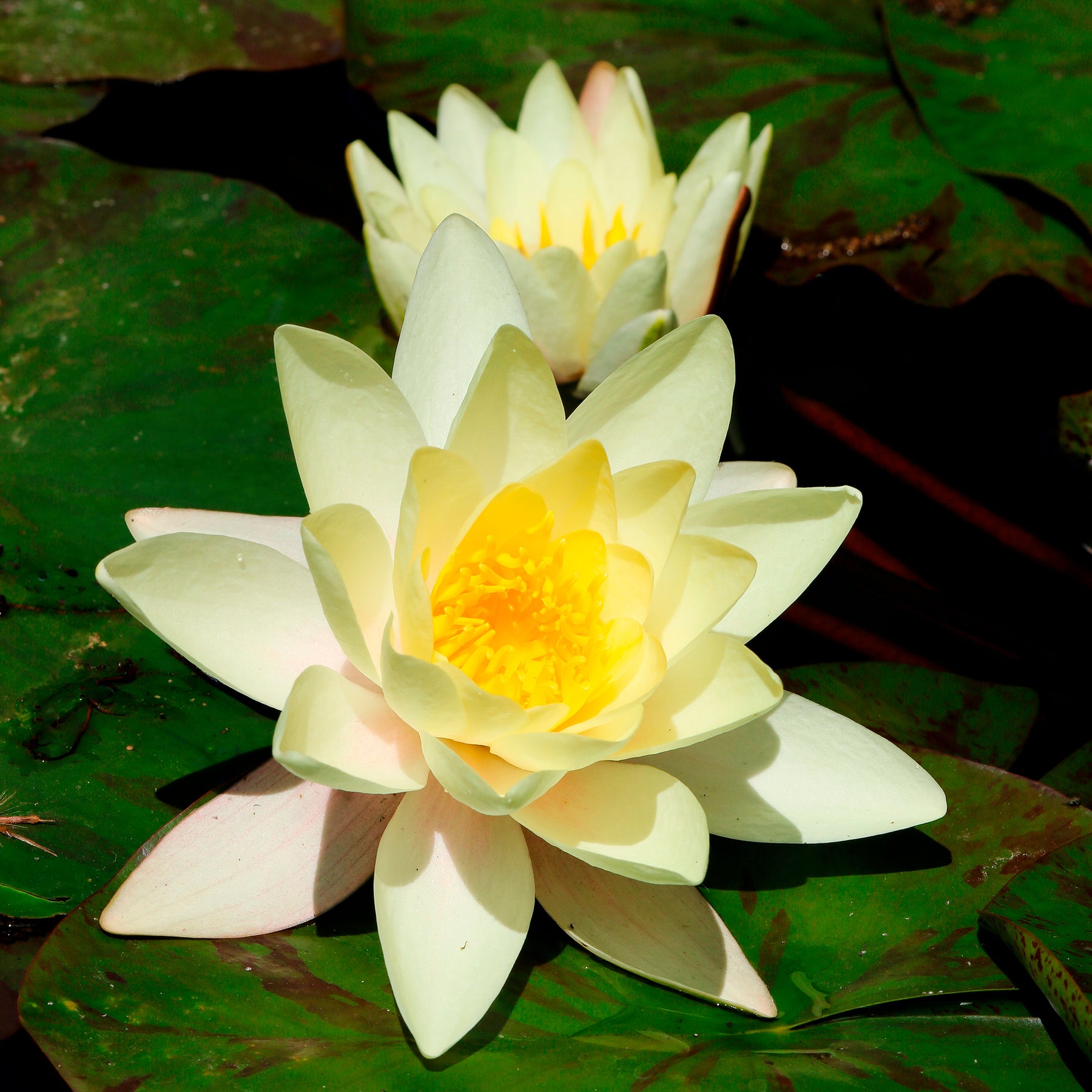 Seerose 'Marliacea Chromatella'
