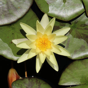 Seerose 'Marliacea Chromatella'