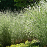 Chinaschilf 'Morning Light' - Miscanthus sinensis morning light - Willemse