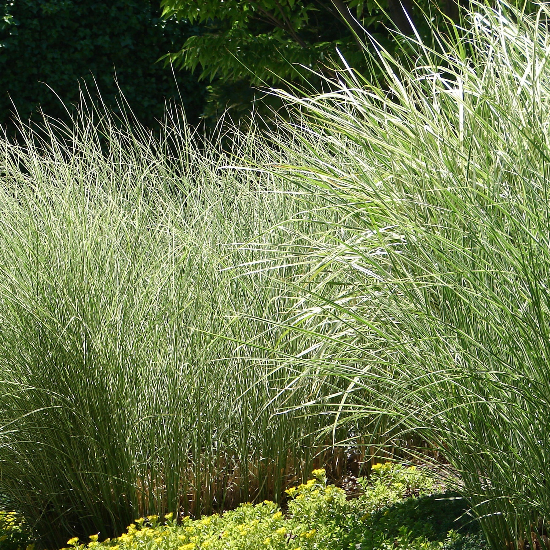 Chinaschilf 'Morning Light' - Miscanthus sinensis morning light - Willemse