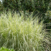 Chinagras Miscanthus 'Variegatus' - Miscanthus sinensis variegatus - Willemse