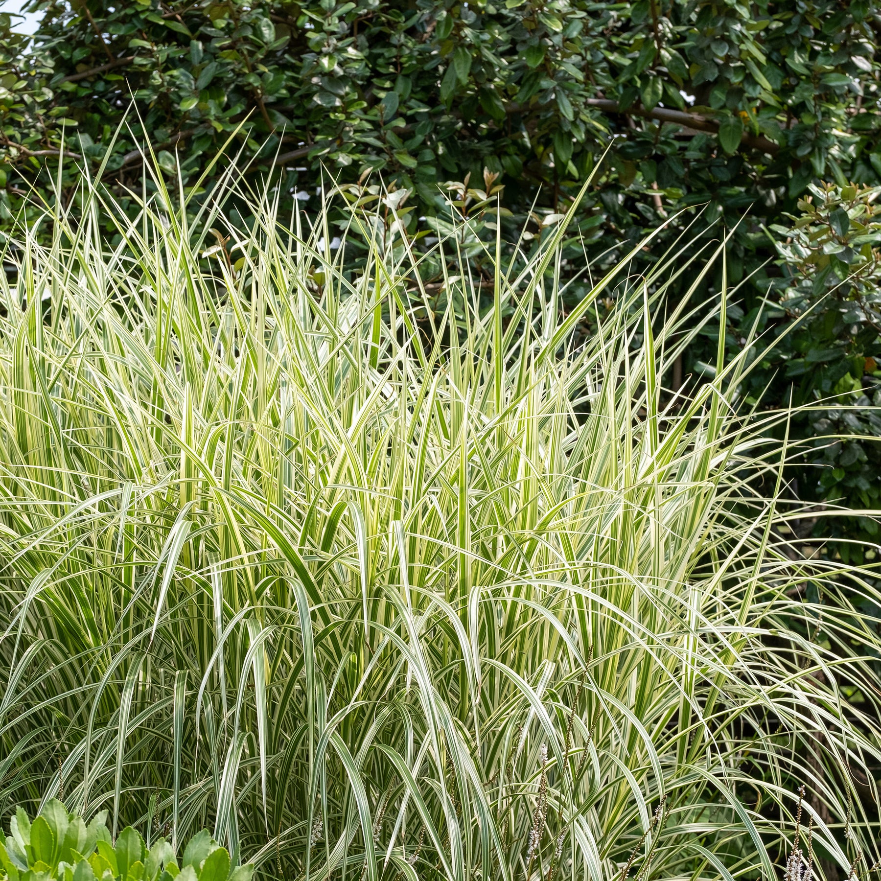 Chinagras Miscanthus 'Variegatus' - Miscanthus sinensis variegatus - Willemse