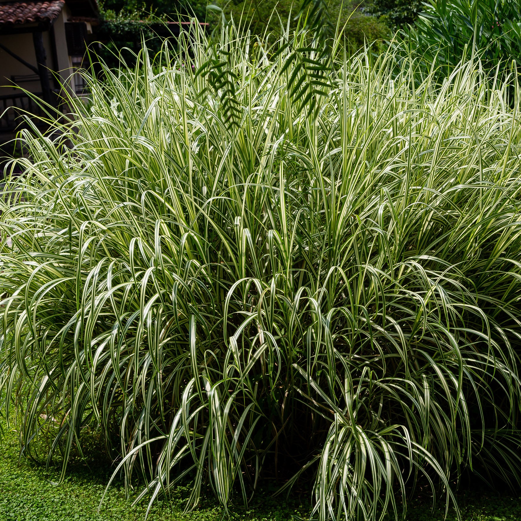 Chinagras Miscanthus 'Variegatus' - Willemse