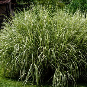 Chinagras Miscanthus 'Variegatus' - Willemse