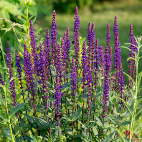 Steppen Salbei 'Caradonna' - Salvia nemorosa caradonna - Willemse