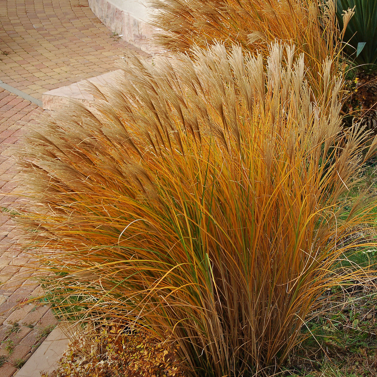 Chinaschilf 'Gracillimus' - Miscanthus sinensis gracillimus - Willemse