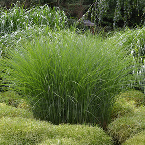 Chinaschilf 'Gracillimus' - Willemse