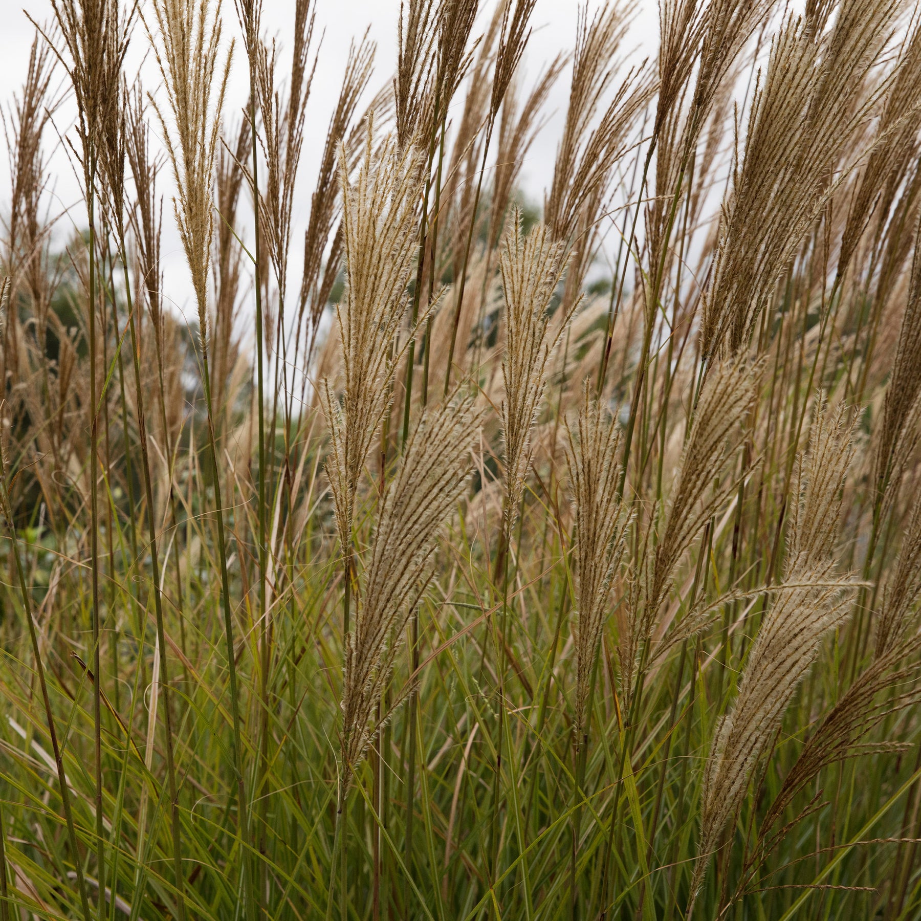 Chinaschilf 'Gracillimus' - Miscanthus - Willemse