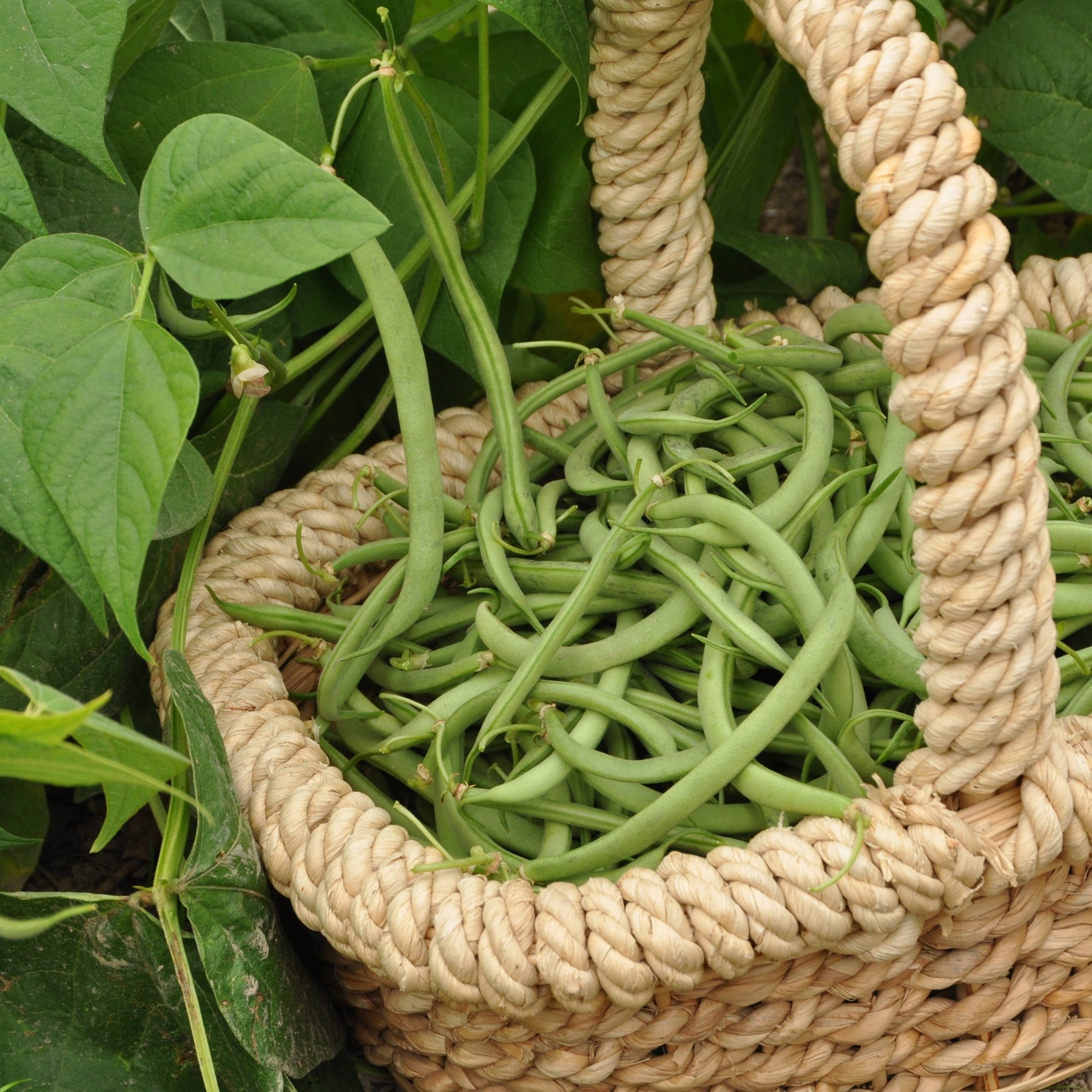 Phaseolus vulgaris Contender - Buschbohne Contender - Samen für Bohnen