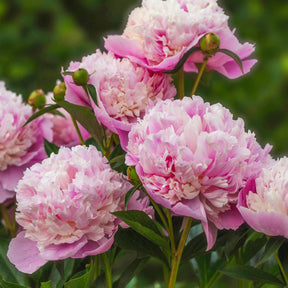 Verkauf Trio rosa und rote Pfingstrosen - 