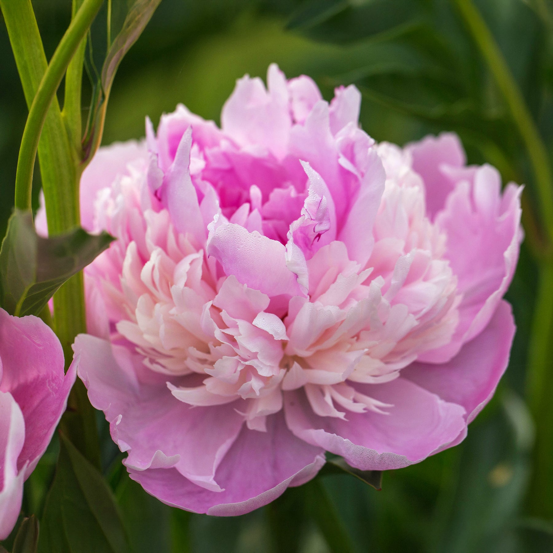 Pfingstrose Paeonia 'Sorbet' - Paeonia lactiflora x sorbet - Willemse