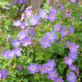 Verkauf Storchschnabel 'Rozanne'