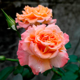 Edelrose 'Augusta Louise' - Rosa augusta louise - Willemse