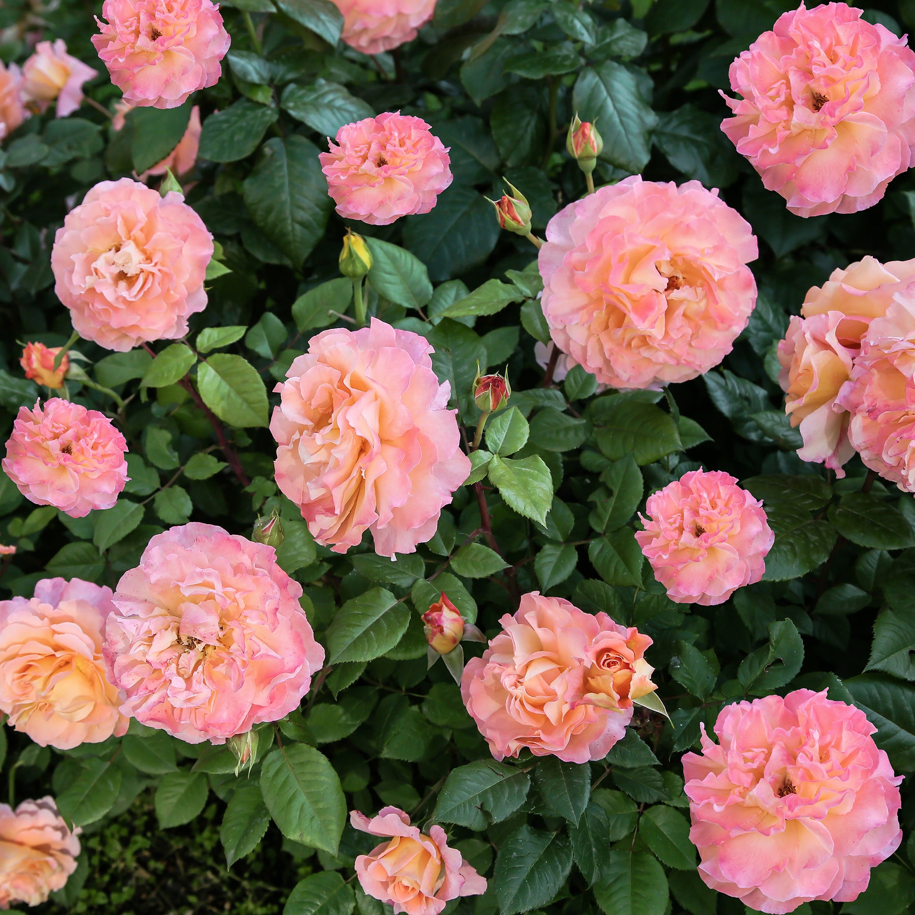 Rosa augusta louise - Edelrose 'Augusta Louise' - Rosen mit großen Blüten