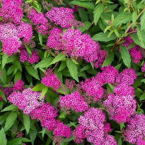 Spiraea - Japan-Spierstrauch ‘Genpei’ - Spiraea japonica Genpei