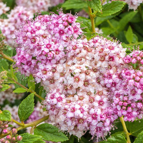 Japan-Spierstrauch ‘Genpei’ - Spiraea japonica Genpei - Willemse