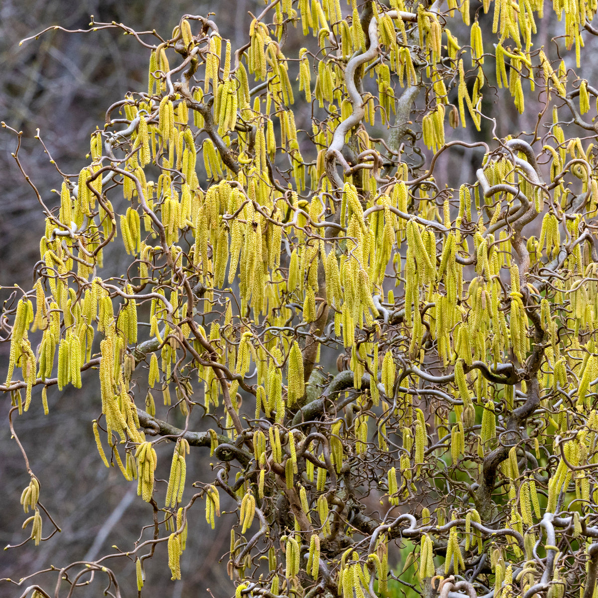 Korkenzieherhasel 'Contorta' - Willemse