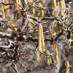 Corylus avellana 'contorta' - Korkenzieherhasel 'Contorta' - Haselnuss