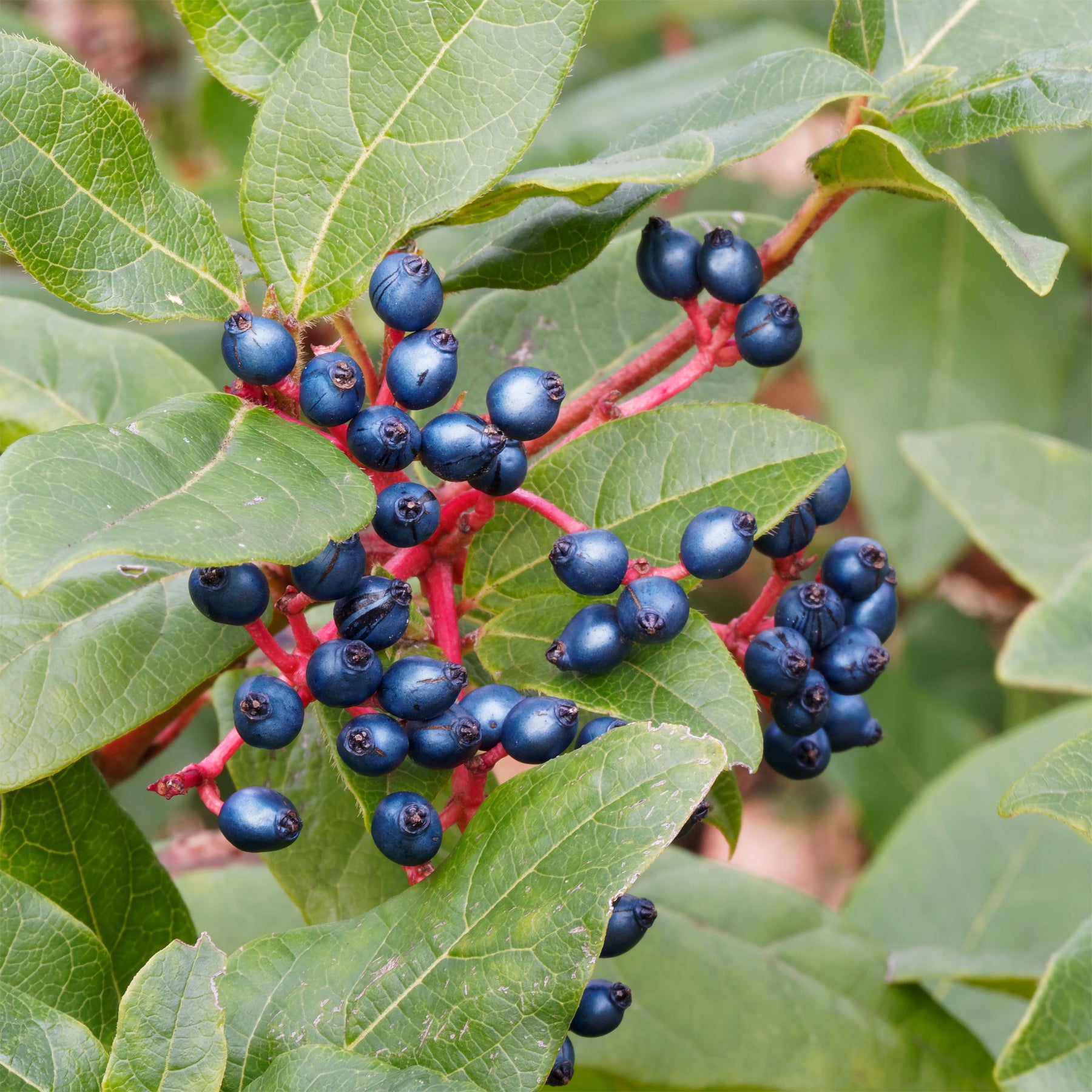 Verkauf Lorbeer-Schneeball