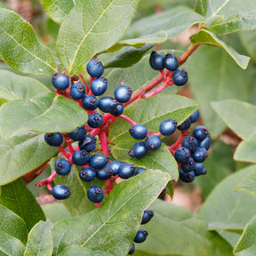 Verkauf Lorbeer-Schneeball