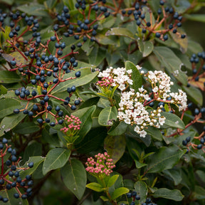 Lorbeer-Schneeball - Viburnum - Willemse