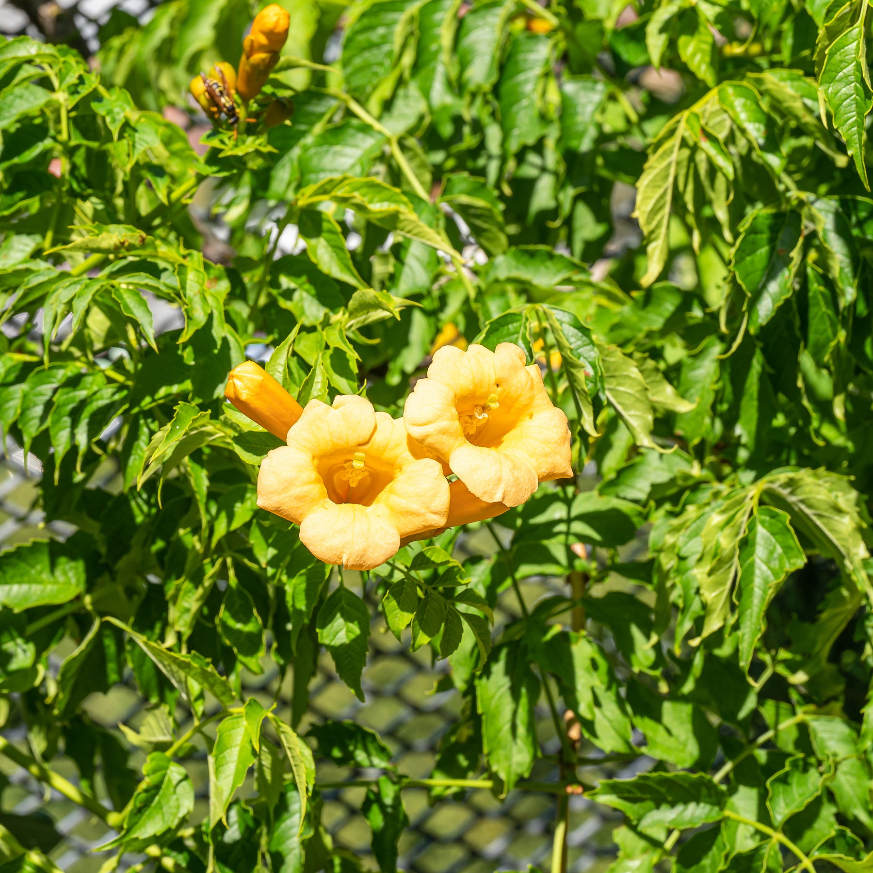 Campsis radicans Yellow Trumpet - Trompetenblume 'Gold Trumpet' - Kletterpflanzen